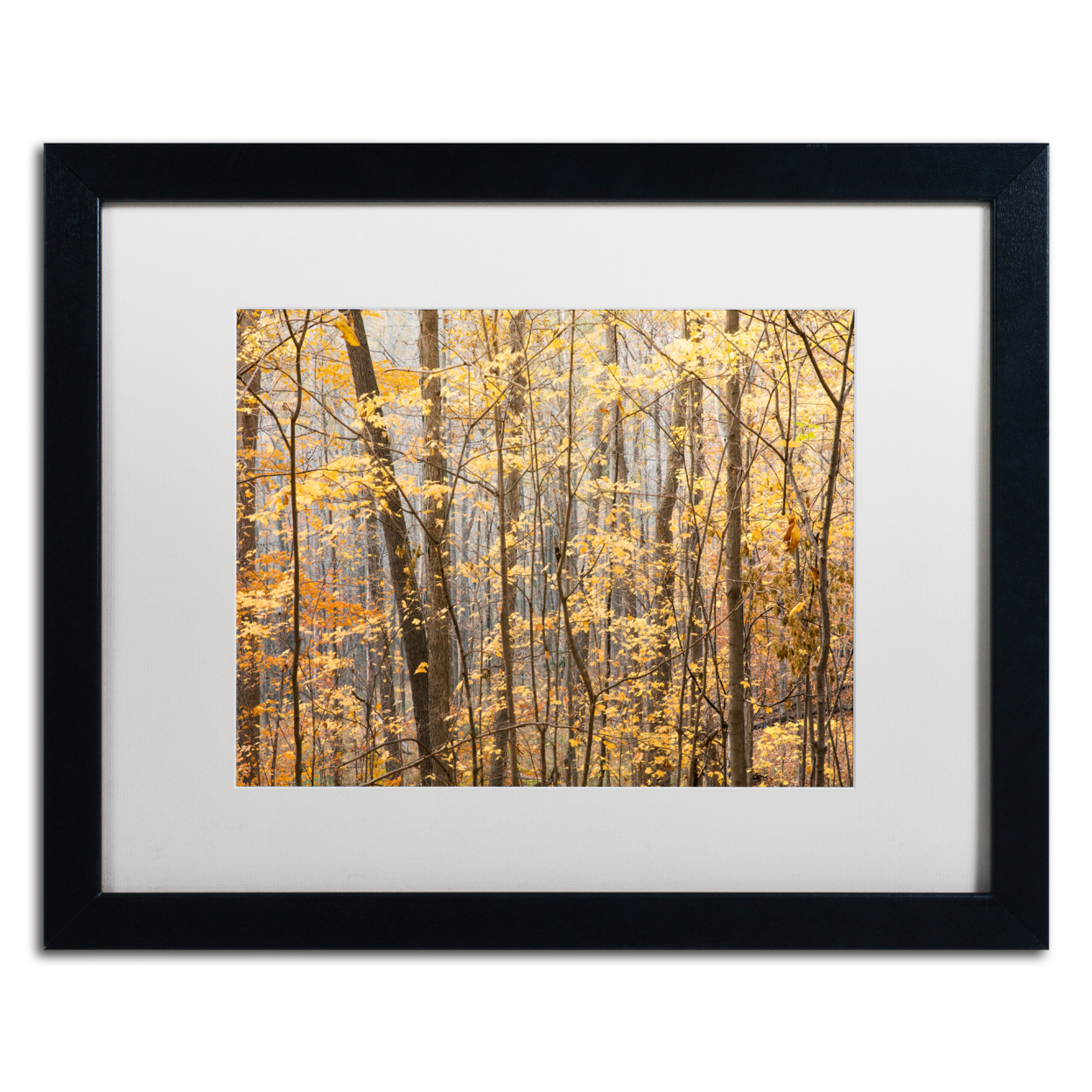 Jason Shaffer 'Autumn Treeline 2' Black Wooden Framed Art 18 X 22 Inches