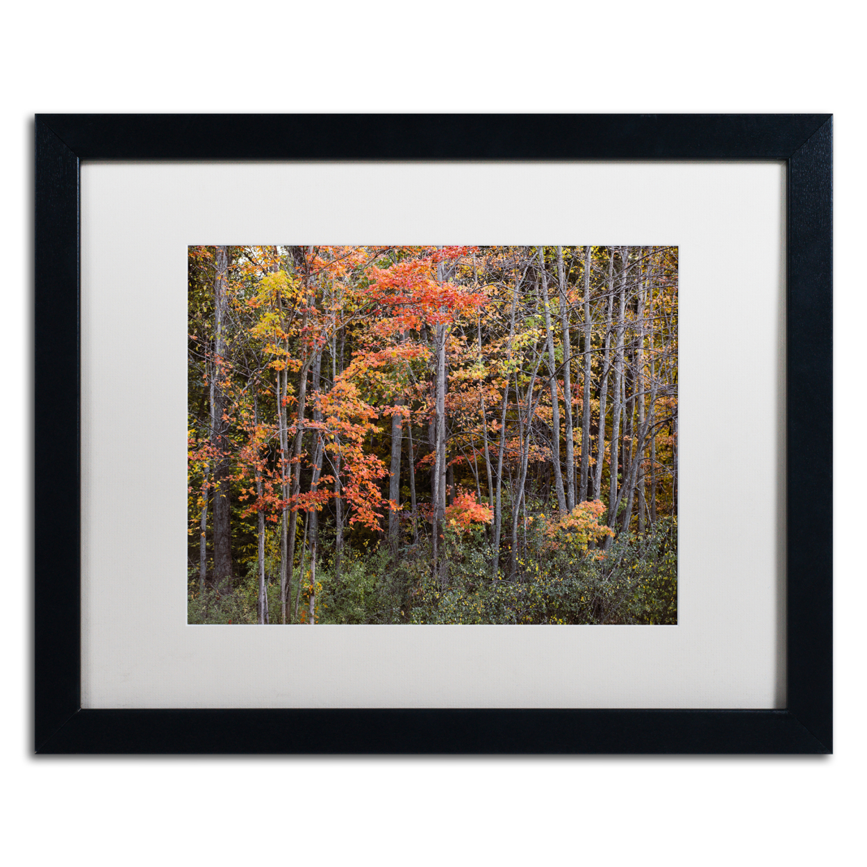 Jason Shaffer 'Autumn Tree Line' Black Wooden Framed Art 18 X 22 Inches