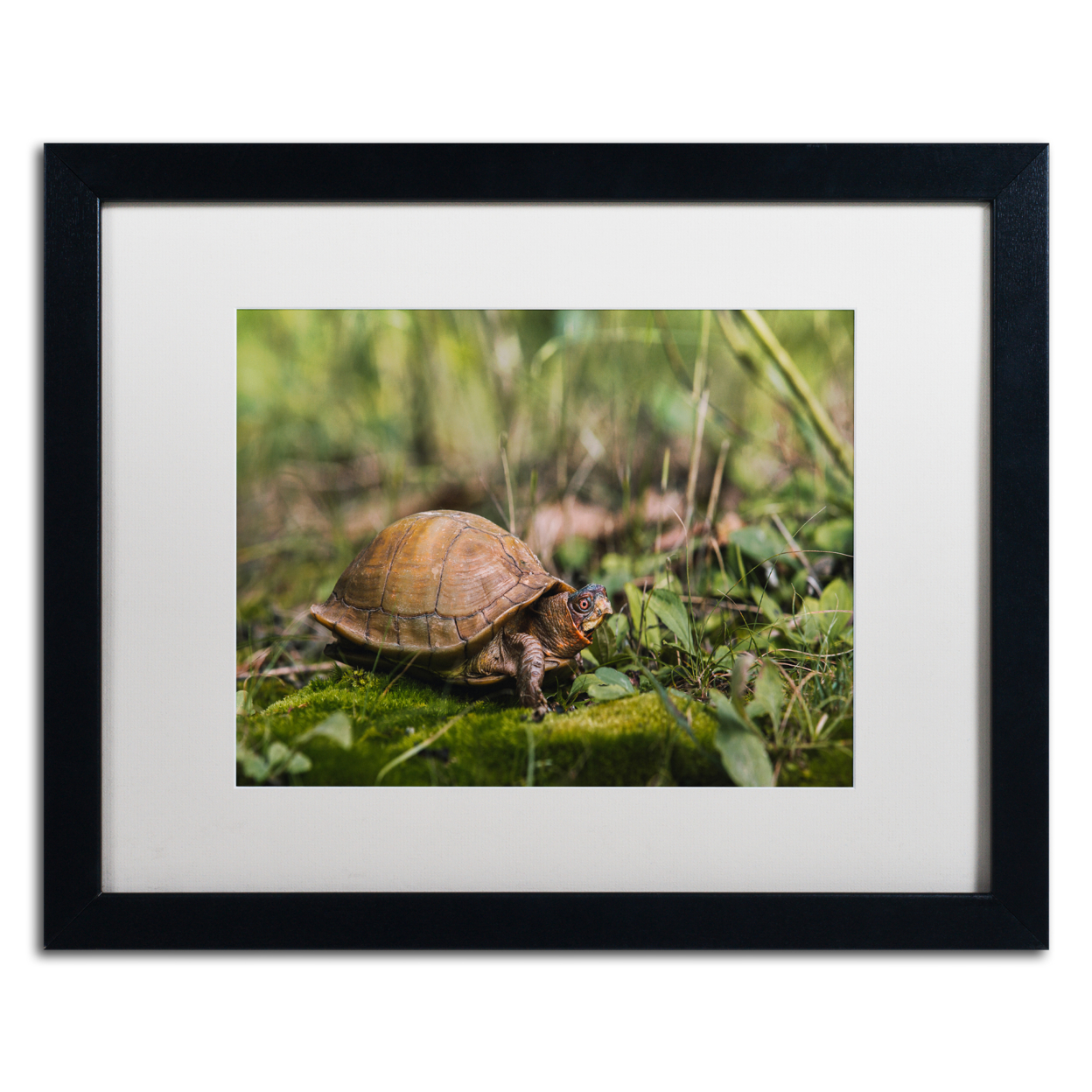 Jason Shaffer 'Box Turtle' Black Wooden Framed Art 18 X 22 Inches