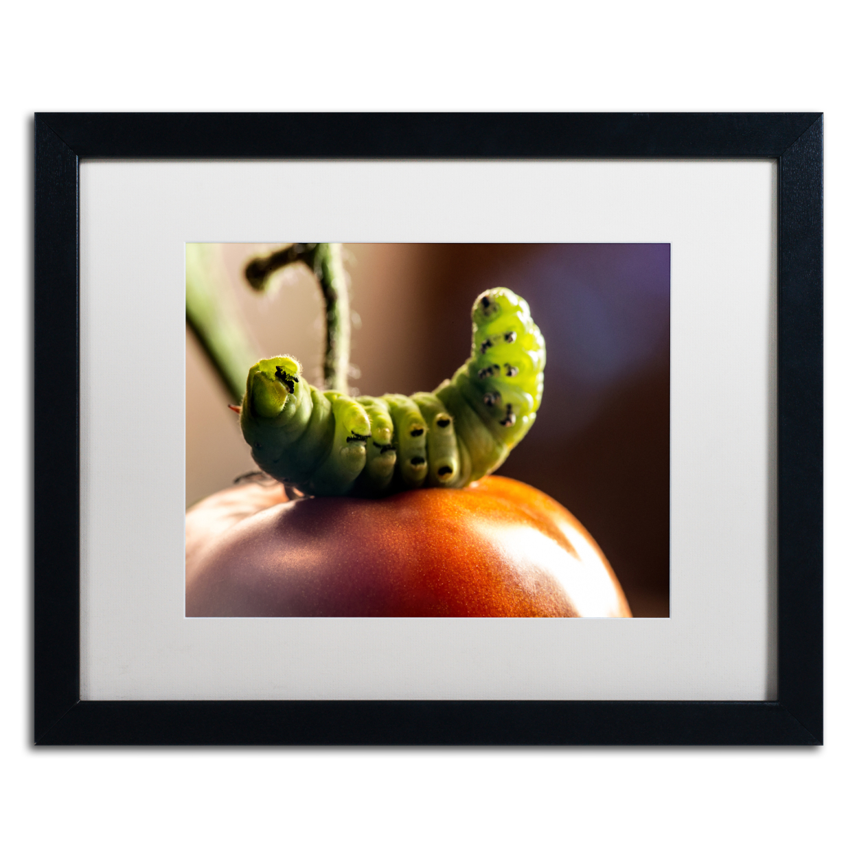 Jason Shaffer 'Caterpillar & Tomato' Black Wooden Framed Art 18 X 22 Inches