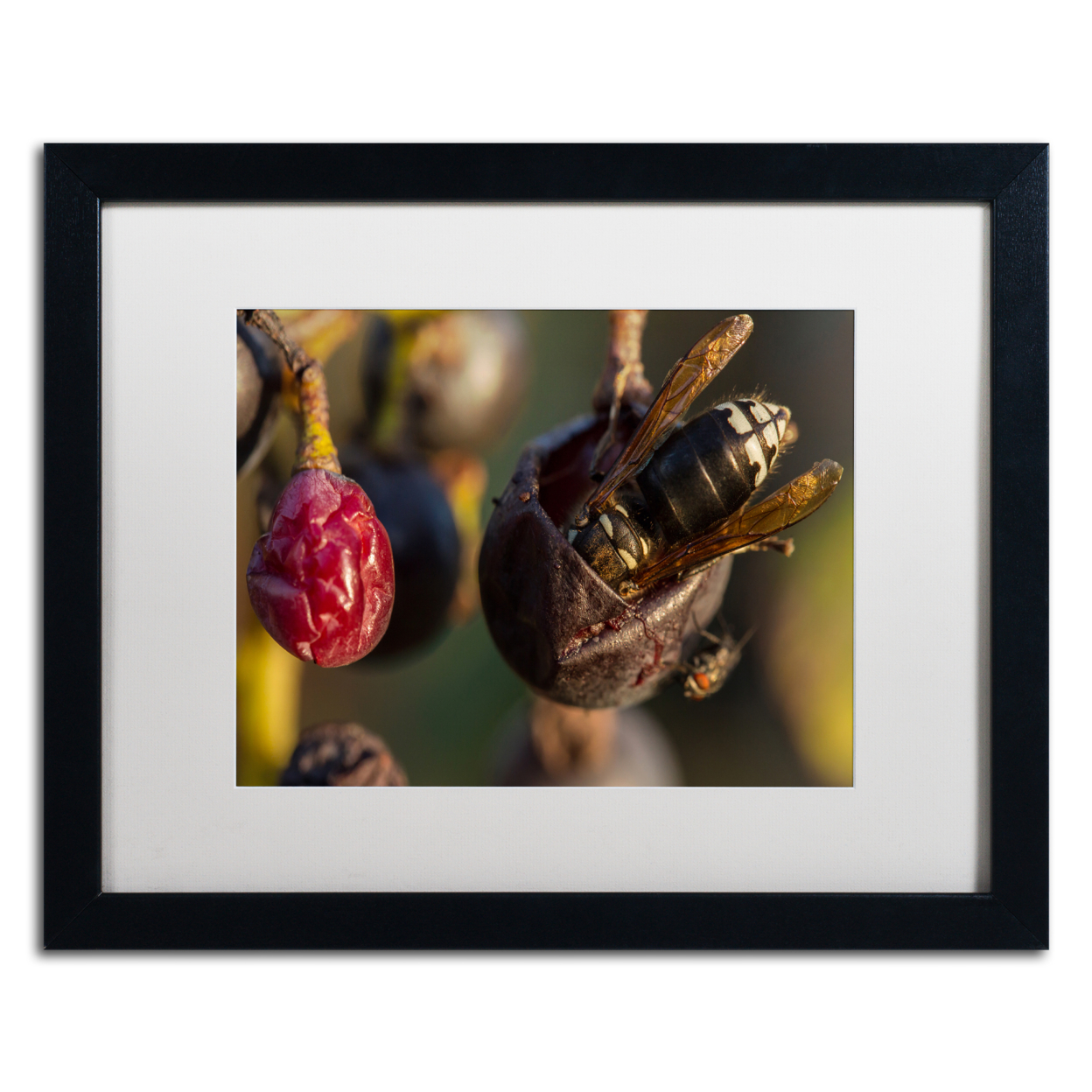 Jason Shaffer 'Hornets' Black Wooden Framed Art 18 X 22 Inches