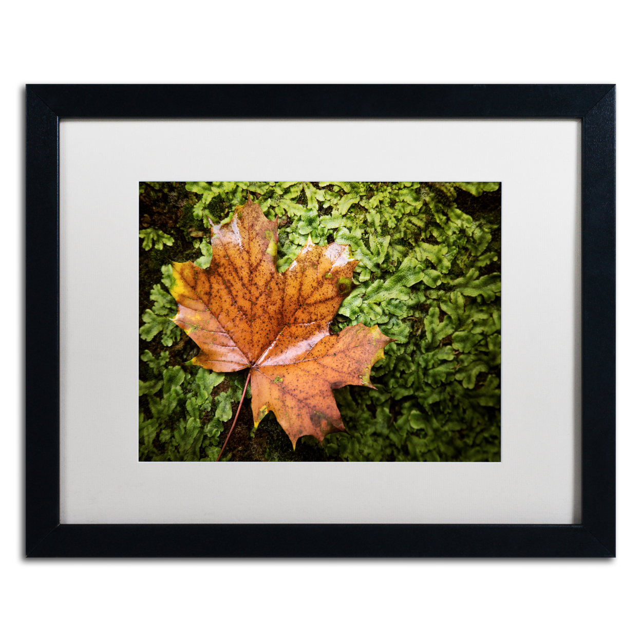 Jason Shaffer 'Maple Moss' Black Wooden Framed Art 18 X 22 Inches