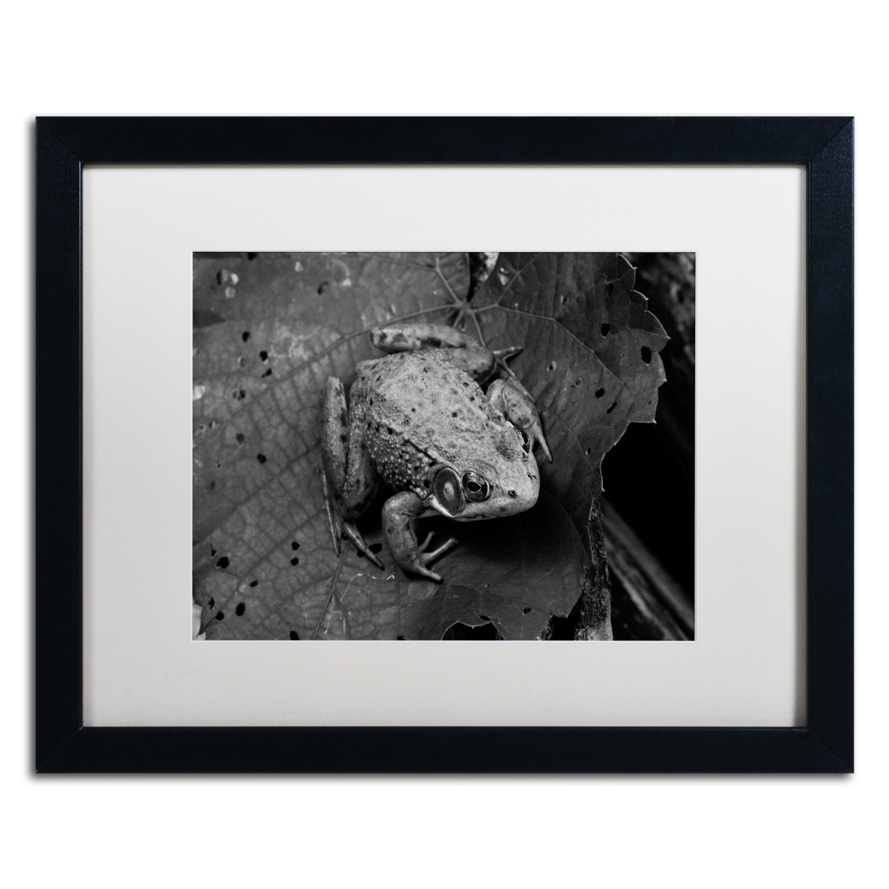Jason Shaffer 'Northern Green Frog' Black Wooden Framed Art 18 X 22 Inches