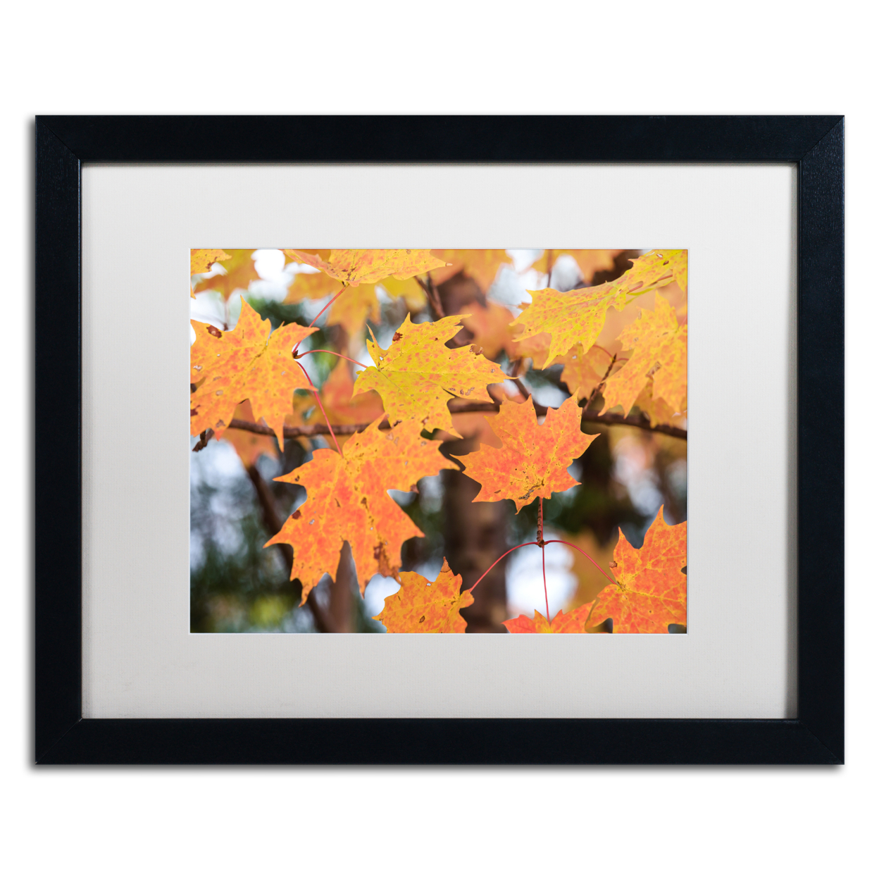 Jason Shaffer 'Orange Maple' Black Wooden Framed Art 18 X 22 Inches