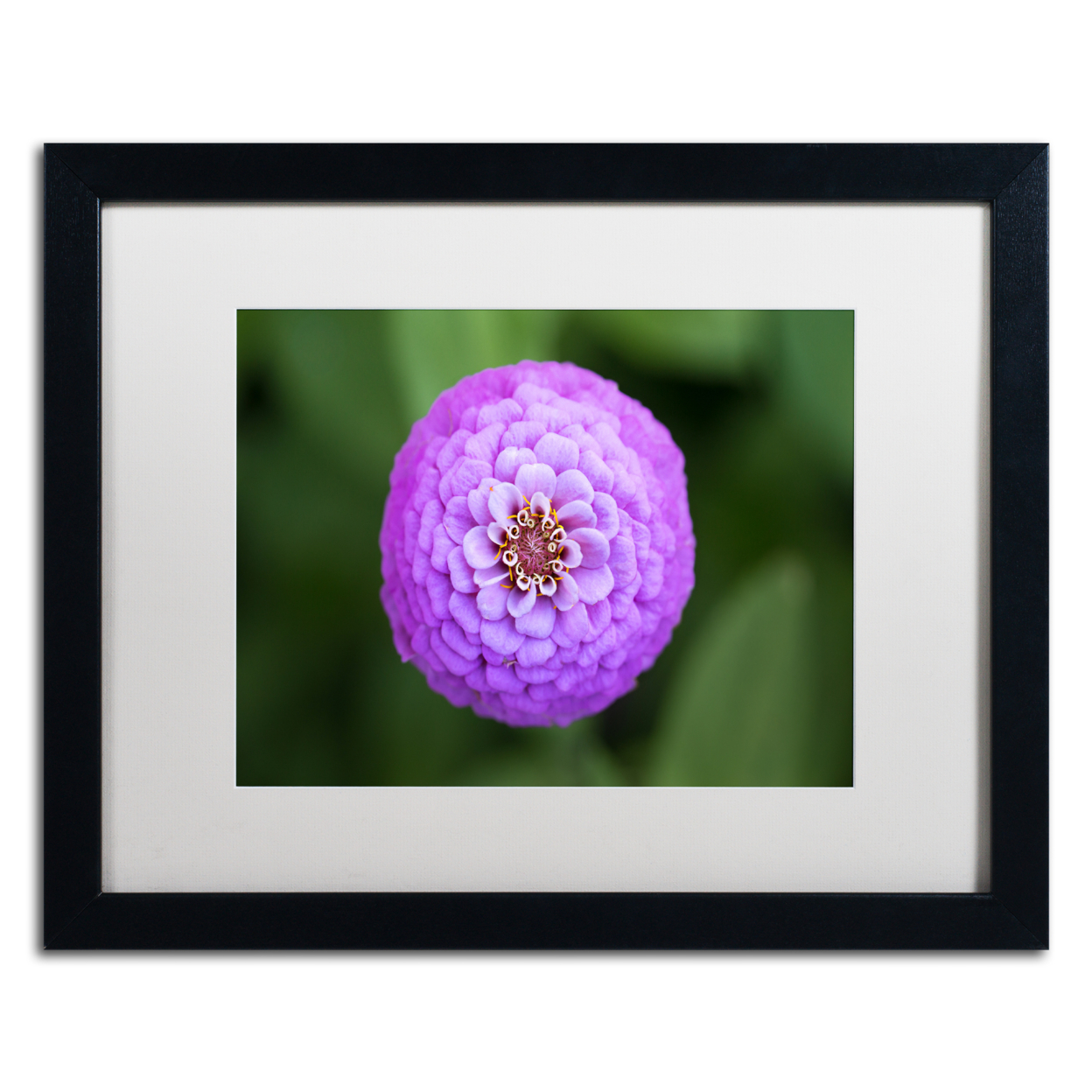 Jason Shaffer 'Purple Flower' Black Wooden Framed Art 18 X 22 Inches