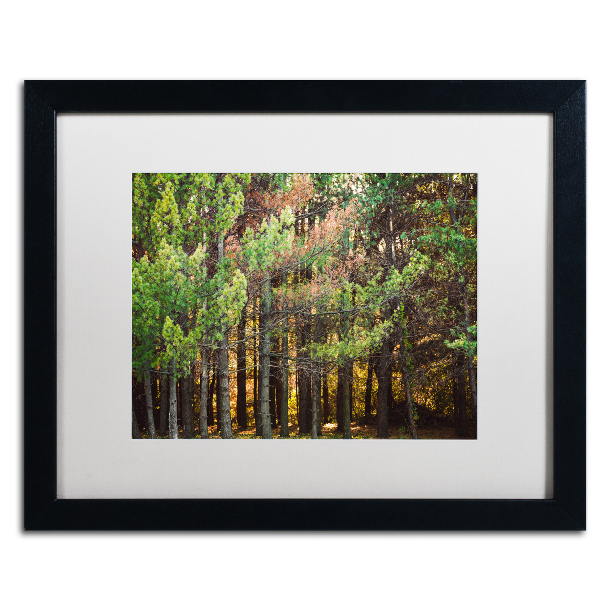 Jason Shaffer 'Summer Tree Line' Black Wooden Framed Art 18 X 22 Inches