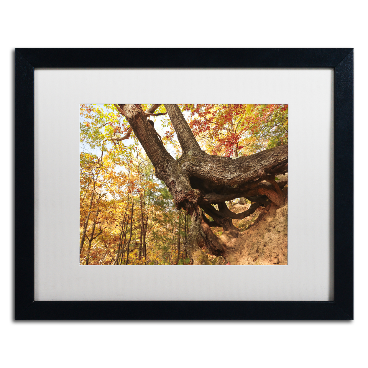 Jason Shaffer 'Tree Of Shelter' Black Wooden Framed Art 18 X 22 Inches