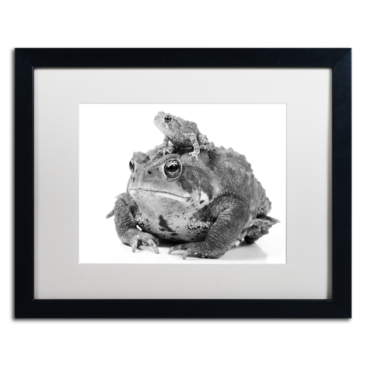 Jason Shaffer 'Two Toads' Black Wooden Framed Art 18 X 22 Inches