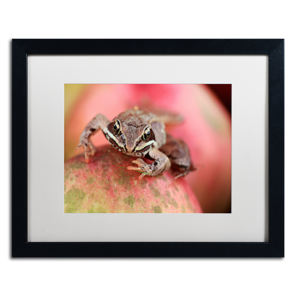 Jason Shaffer 'Wood Frog' Black Wooden Framed Art 18 X 22 Inches