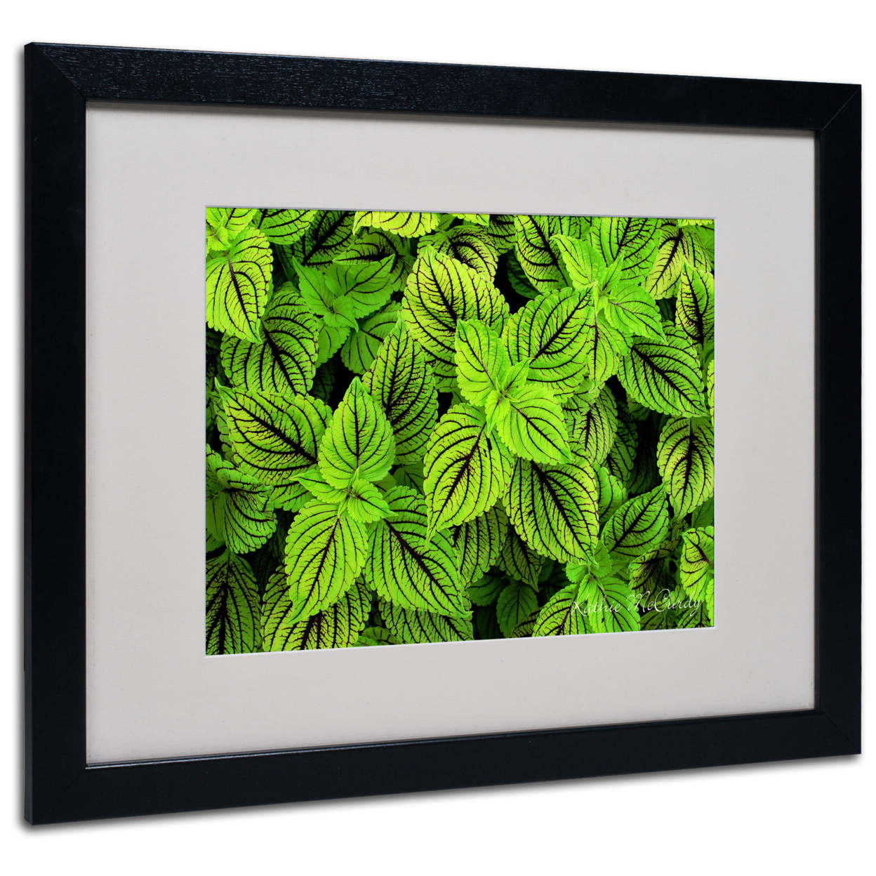 Kathie McCurdy 'Coleus' Black Wooden Framed Art 18 X 22 Inches