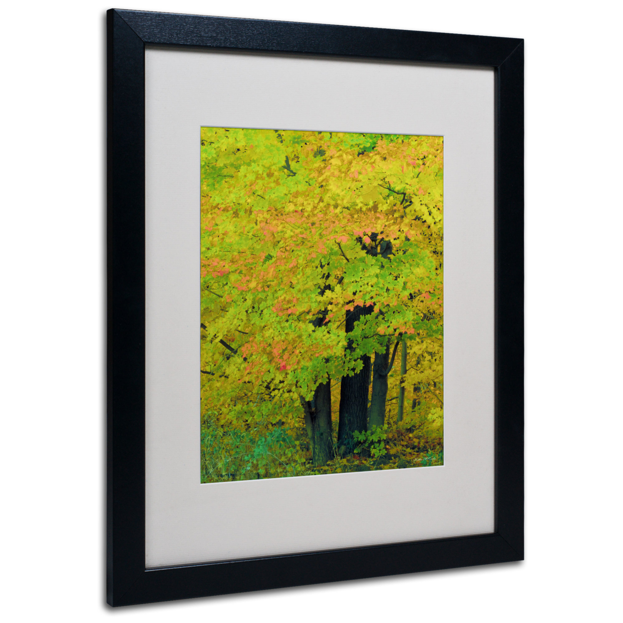 Kathie McCurdy 'Forest Beauty' Black Wooden Framed Art 18 X 22 Inches