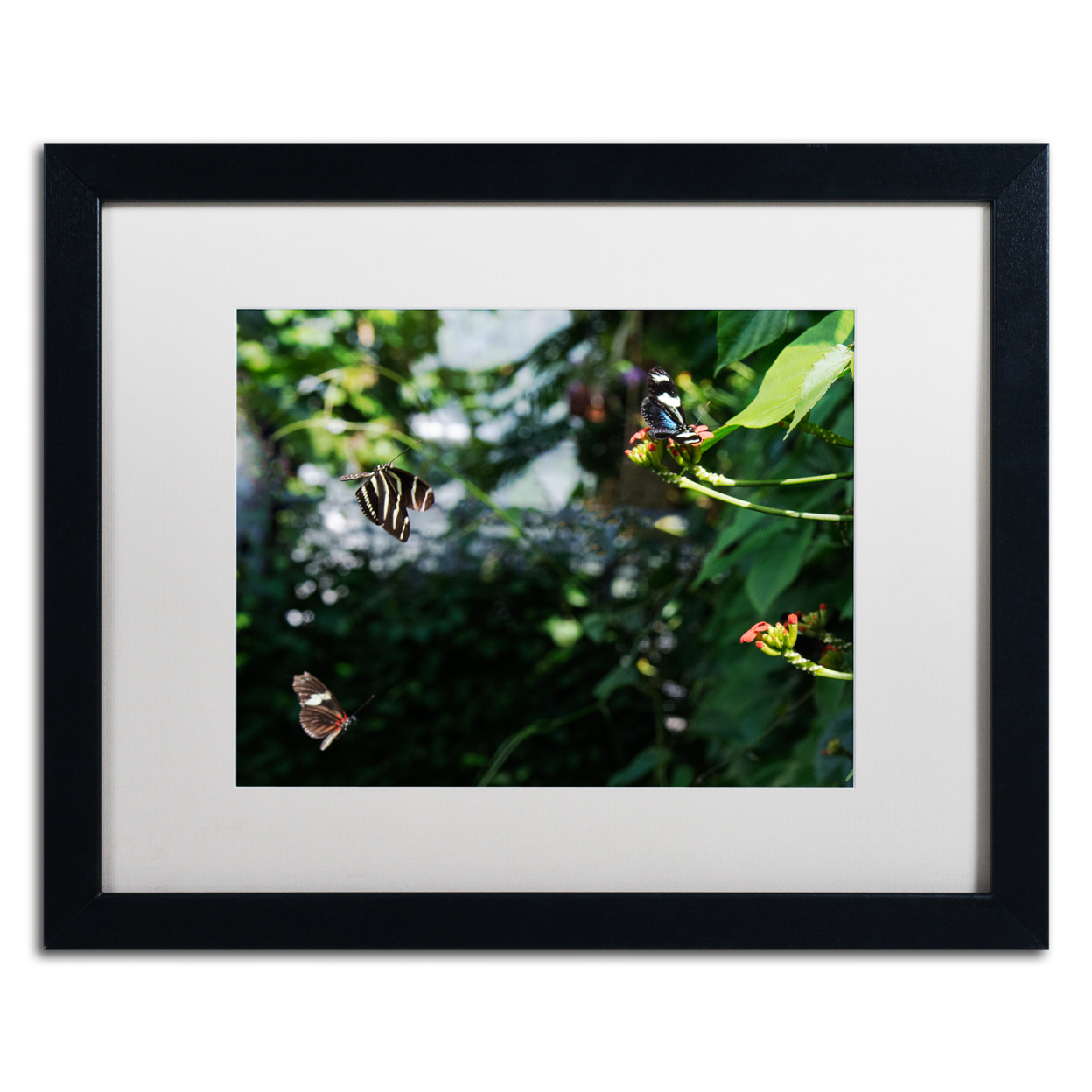 Kurt Shaffer 'Butterflies In Flight' Black Wooden Framed Art 18 X 22 Inches