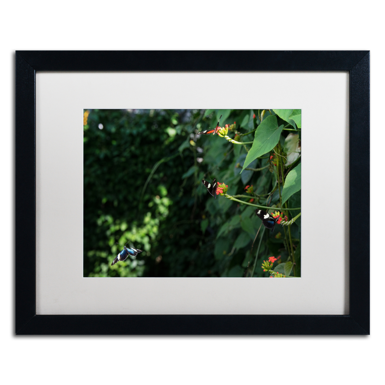 Kurt Shaffer 'Butterflies' Black Wooden Framed Art 18 X 22 Inches