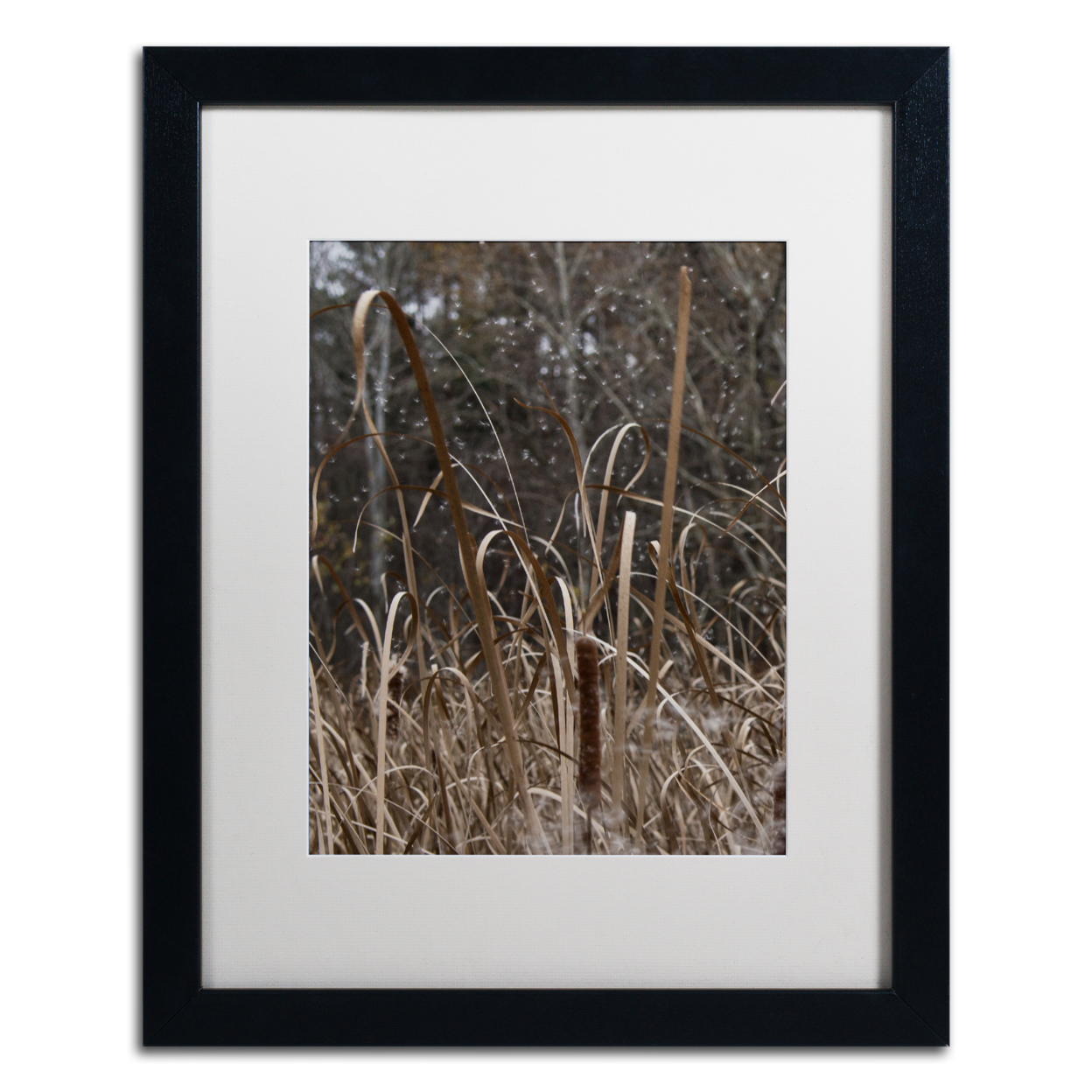 Kurt Shaffer 'Cattail Seeds In Flight' Black Wooden Framed Art 18 X 22 Inches