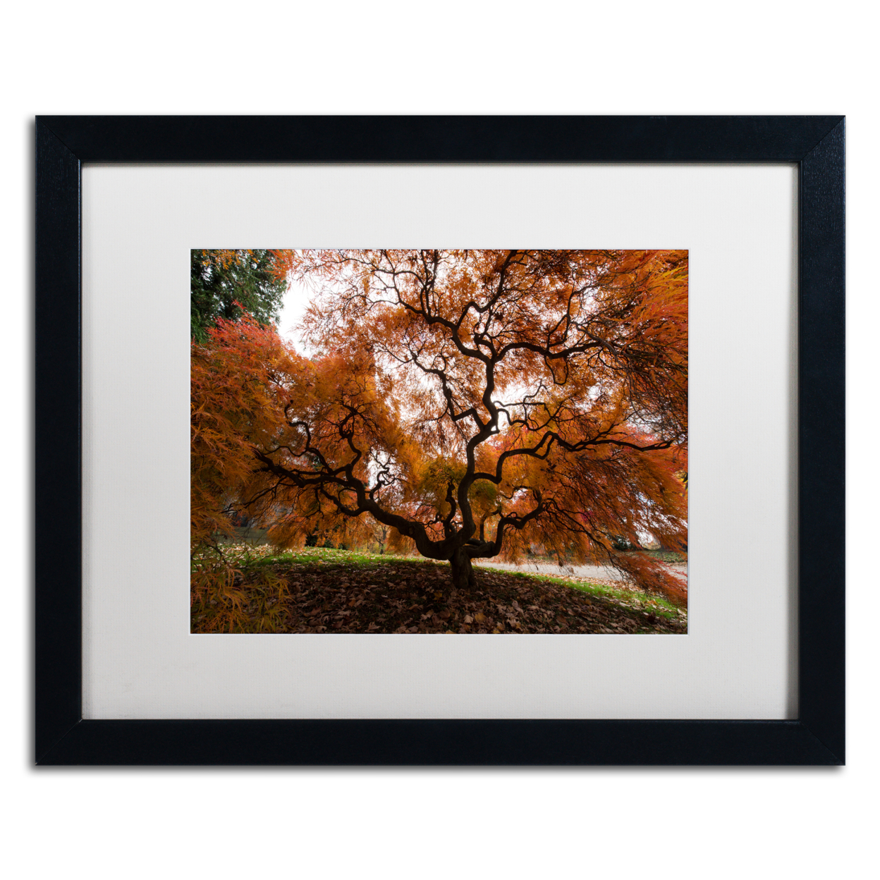 Kurt Shaffer 'Autumn Japanese Maple Tree' Black Wooden Framed Art 18 X 22 Inches