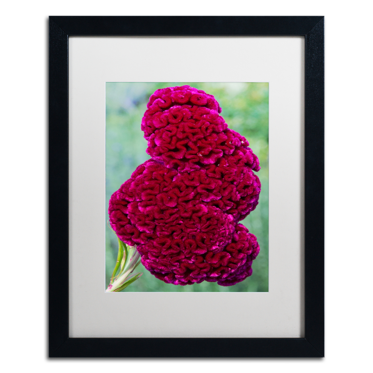 Kurt Shaffer 'Coxcomb Flower' Black Wooden Framed Art 18 X 22 Inches