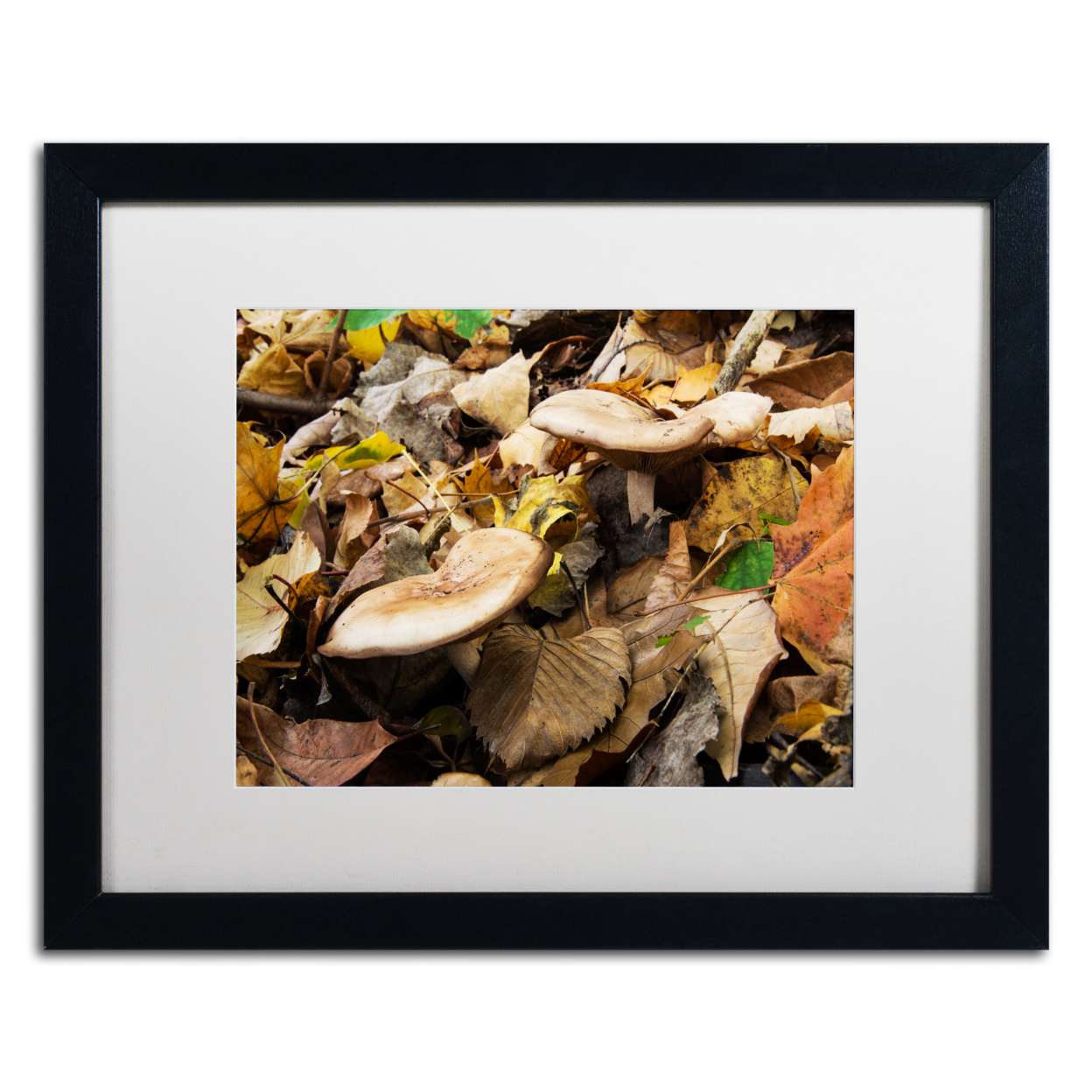 Kurt Shaffer 'Mushrooms In The Leaves' Black Wooden Framed Art 18 X 22 Inches