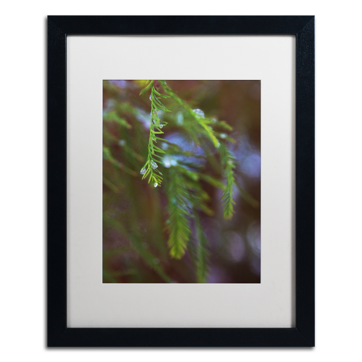 Kurt Shaffer 'Ice Droplets On Redwood Tree Foliage' Black Wooden Framed Art 18 X 22 Inches