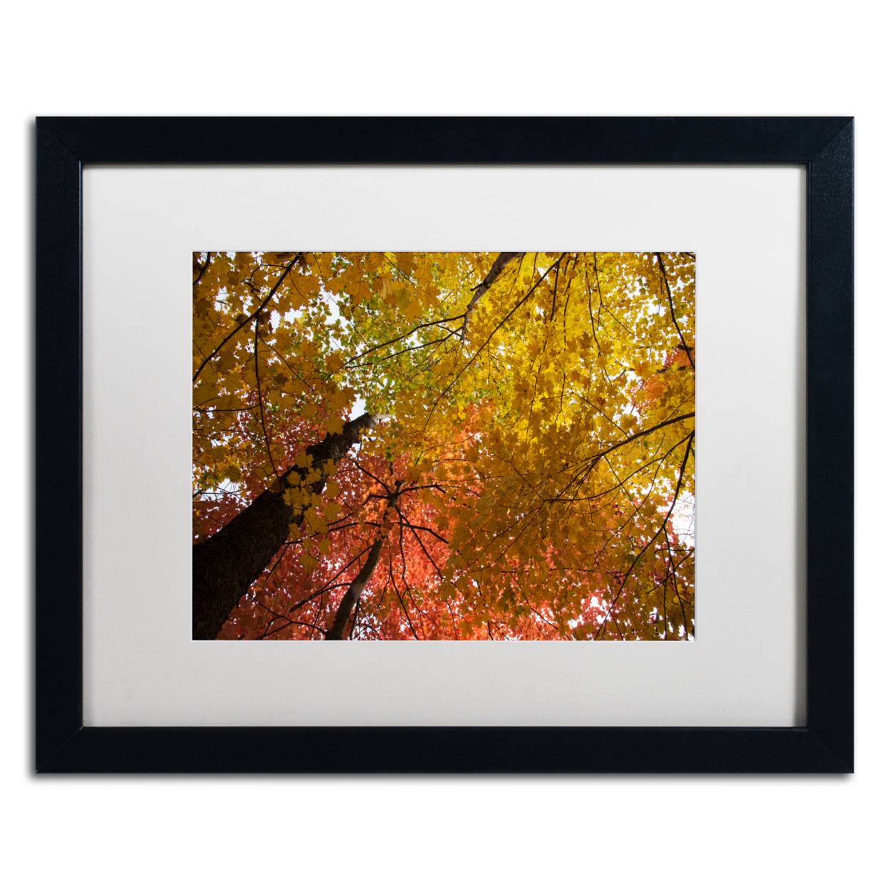 Kurt Shaffer 'Spectacular Brilliant Autumn Trees' Black Wooden Framed Art 18 X 22 Inches