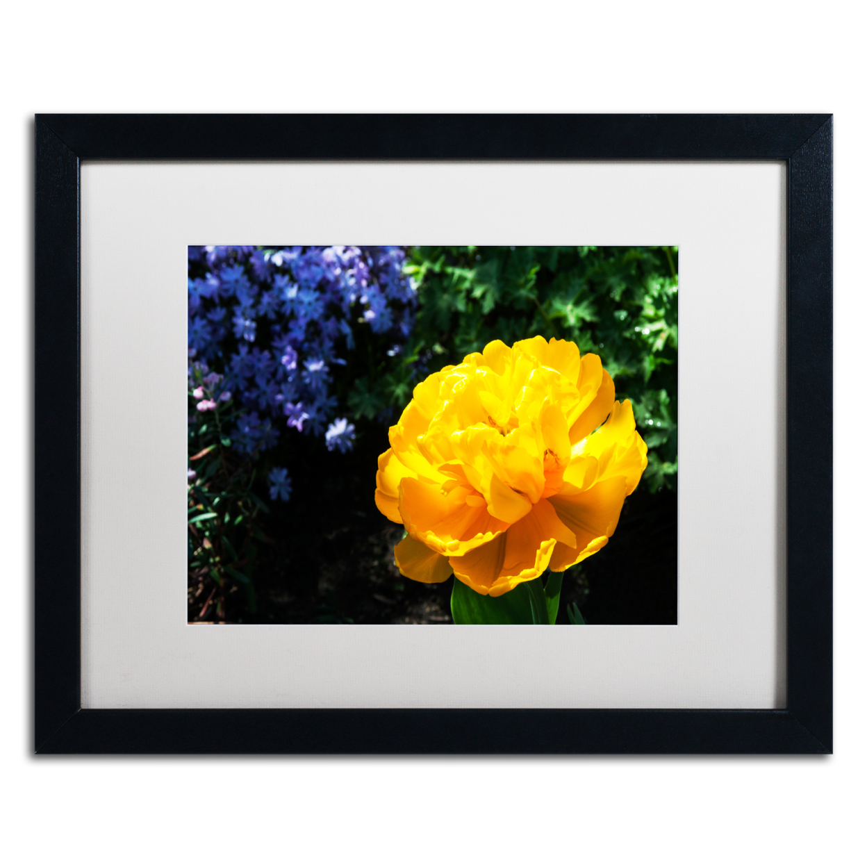 Kurt Shaffer 'Yellow Double Headed Tulip' Black Wooden Framed Art 18 X 22 Inches