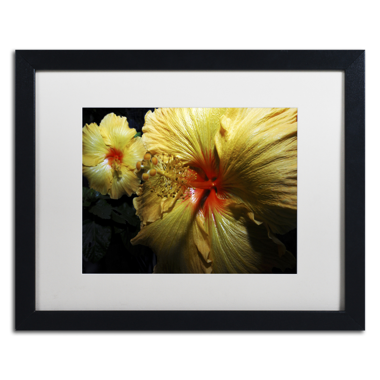 Kurt Shaffer 'Sunburst Hibiscus' Black Wooden Framed Art 18 X 22 Inches