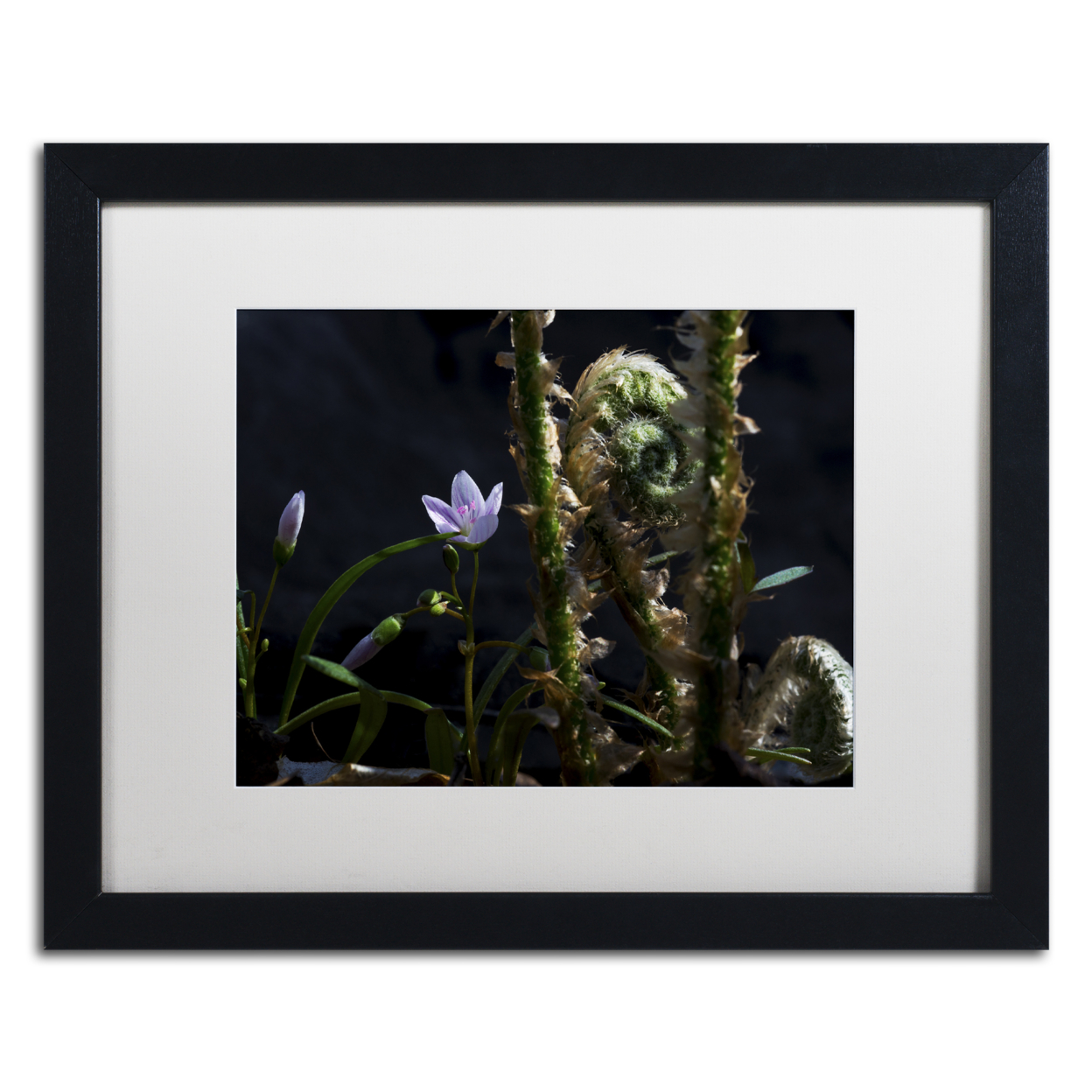 Kurt Shaffer 'Flowers And Fronds' Black Wooden Framed Art 18 X 22 Inches