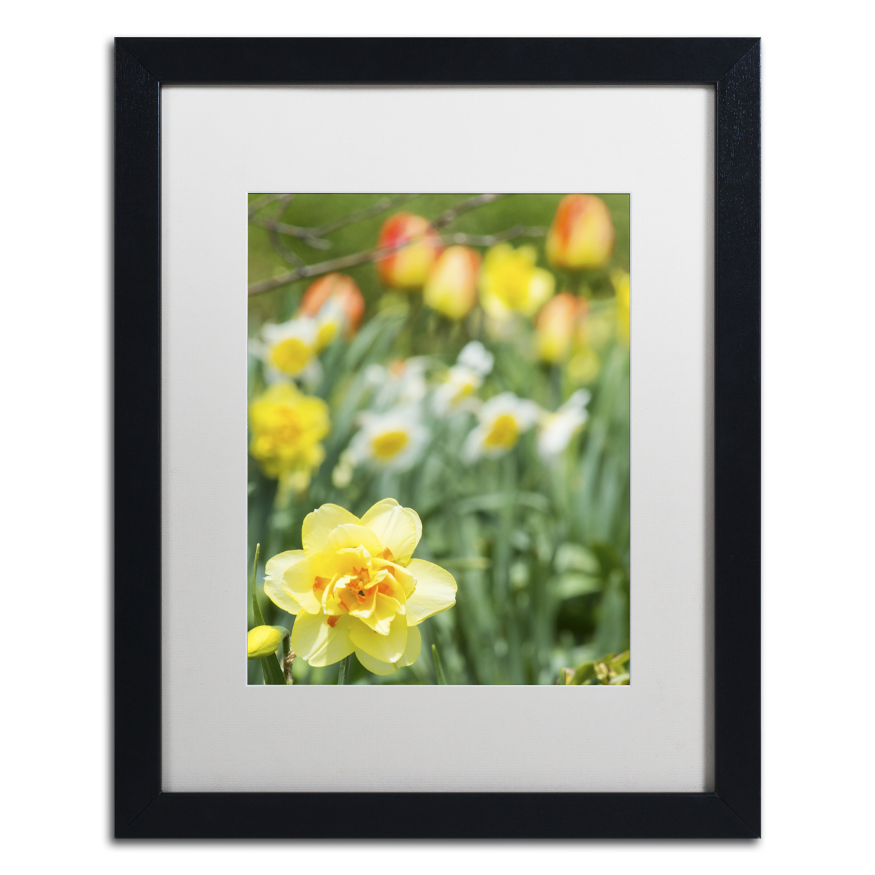 Kurt Shaffer 'Double Headed Daffodil' Black Wooden Framed Art 18 X 22 Inches