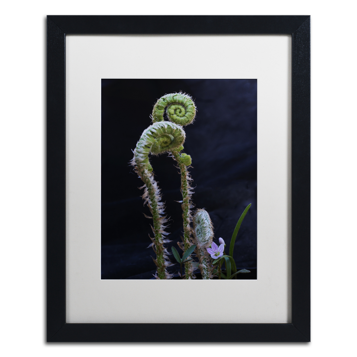 Kurt Shaffer 'Fern And Flower' Black Wooden Framed Art 18 X 22 Inches
