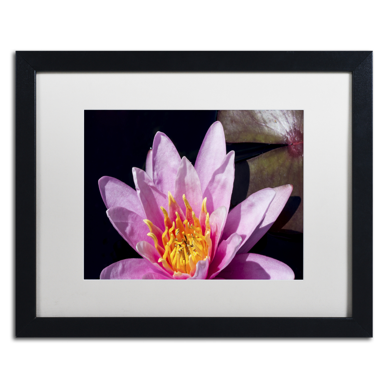 Kurt Shaffer 'Pink Water Lily' Black Wooden Framed Art 18 X 22 Inches
