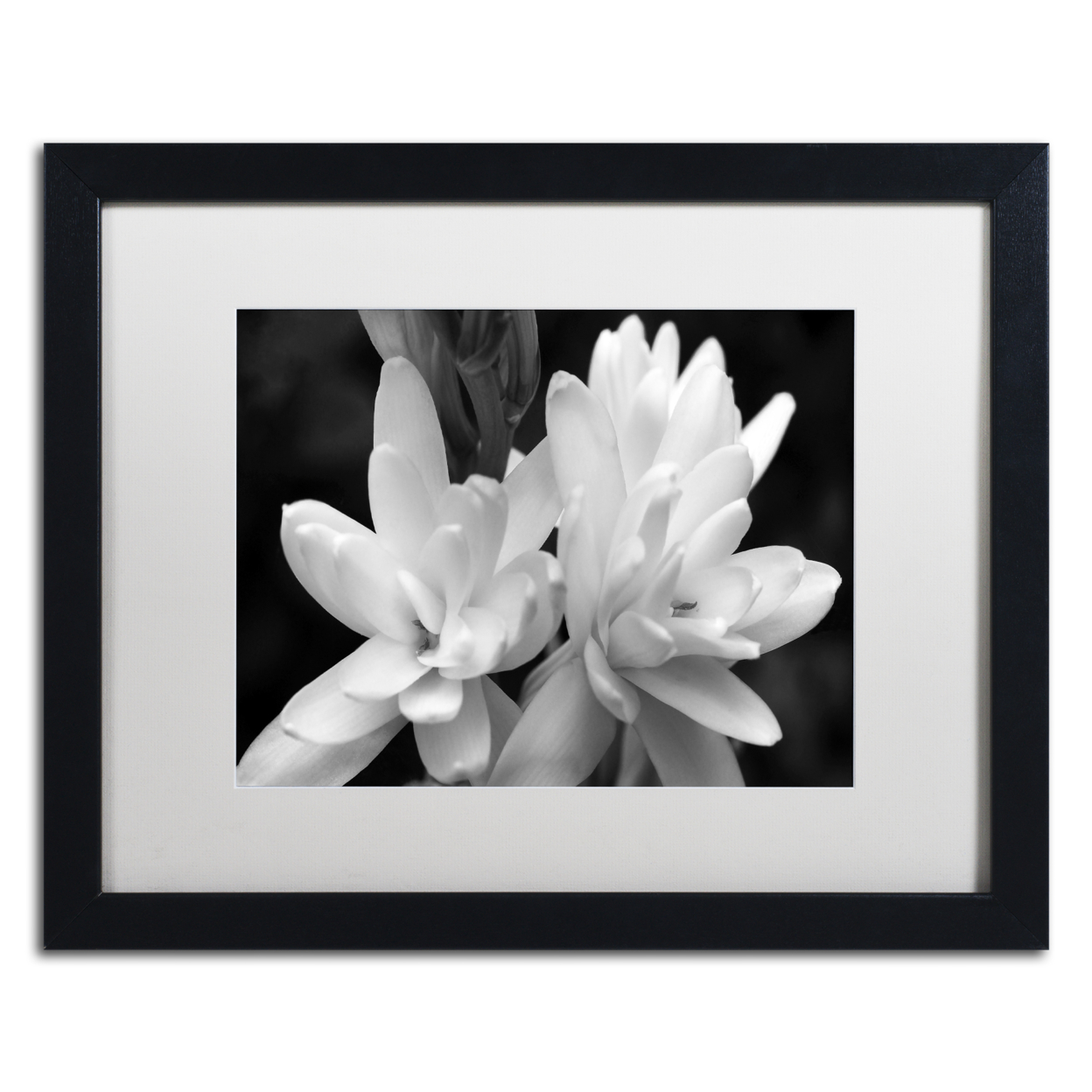 Kurt Shaffer 'Tuber Rose In Black And White' Black Wooden Framed Art 18 X 22 Inches