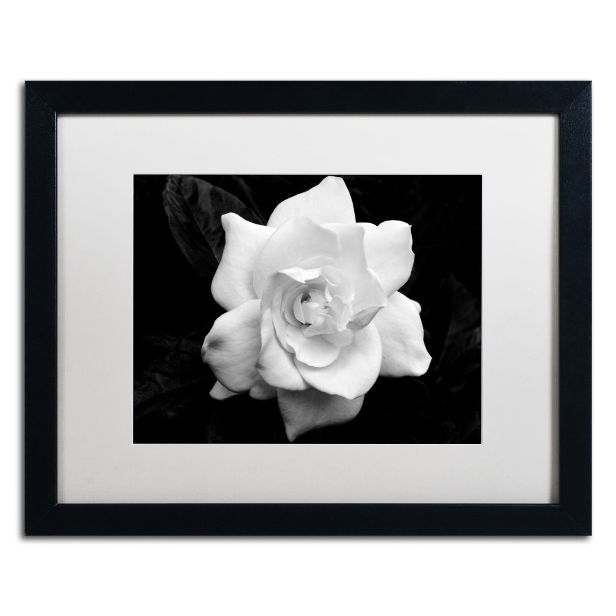 Kurt Shaffer 'Gardenia In Black And White' Black Wooden Framed Art 18 X 22 Inches