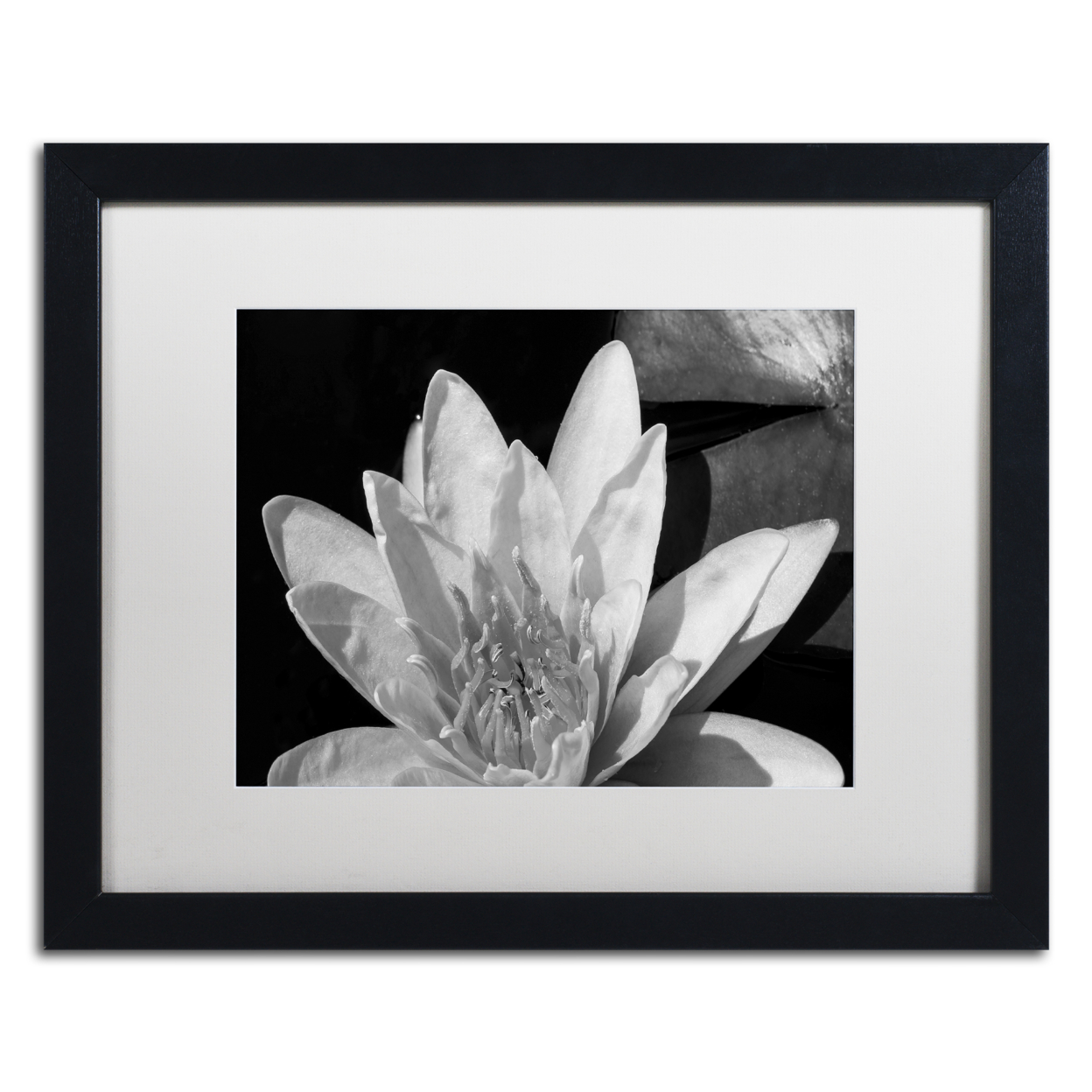 Kurt Shaffer 'Water Lily In Black And White' Black Wooden Framed Art 18 X 22 Inches