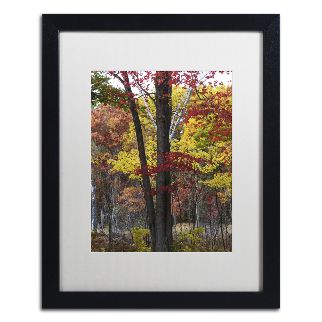 Kurt Shaffer 'Incredible Shades Of Autumn' Black Wooden Framed Art 18 X 22 Inches