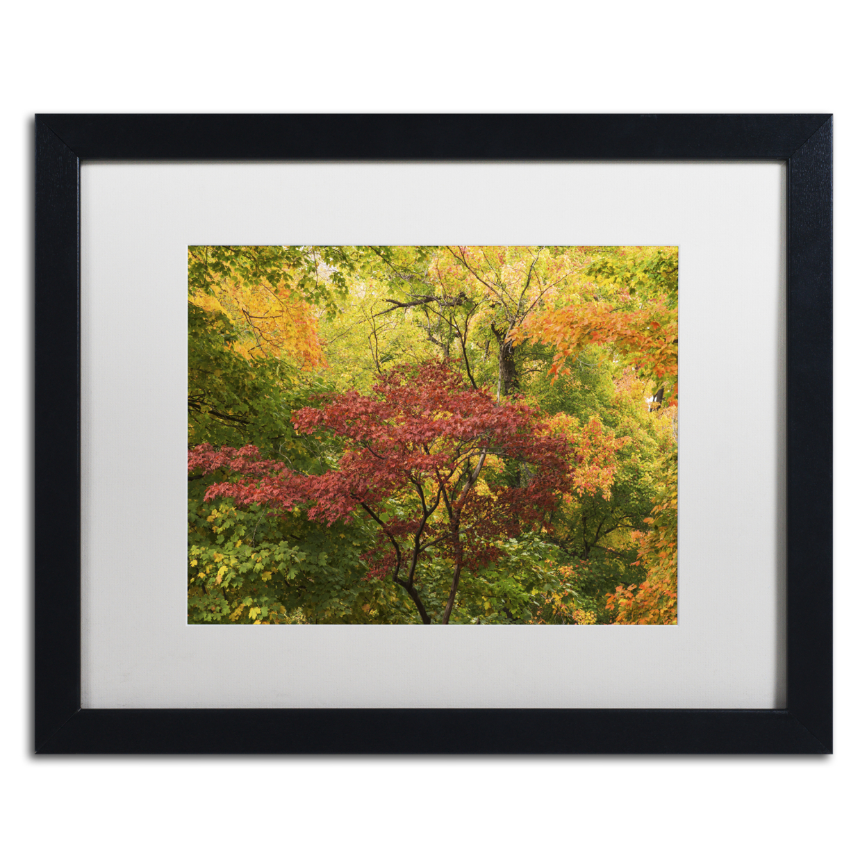 Kurt Shaffer 'Colorful Maples' Black Wooden Framed Art 18 X 22 Inches