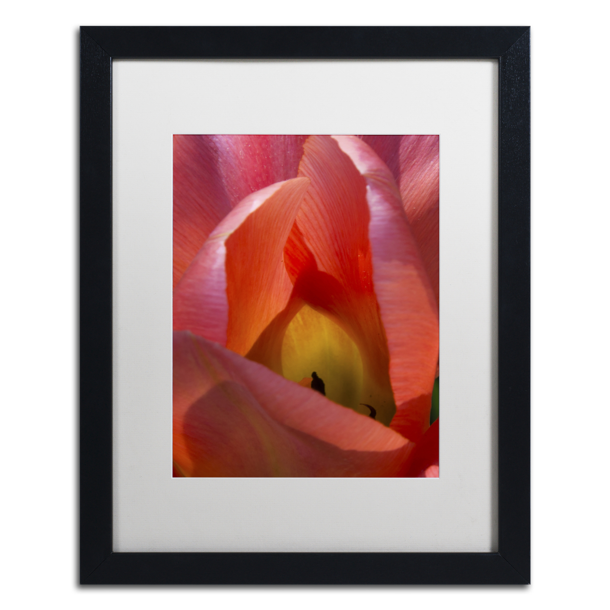 Kurt Shaffer 'Glowing Tulip' Black Wooden Framed Art 18 X 22 Inches