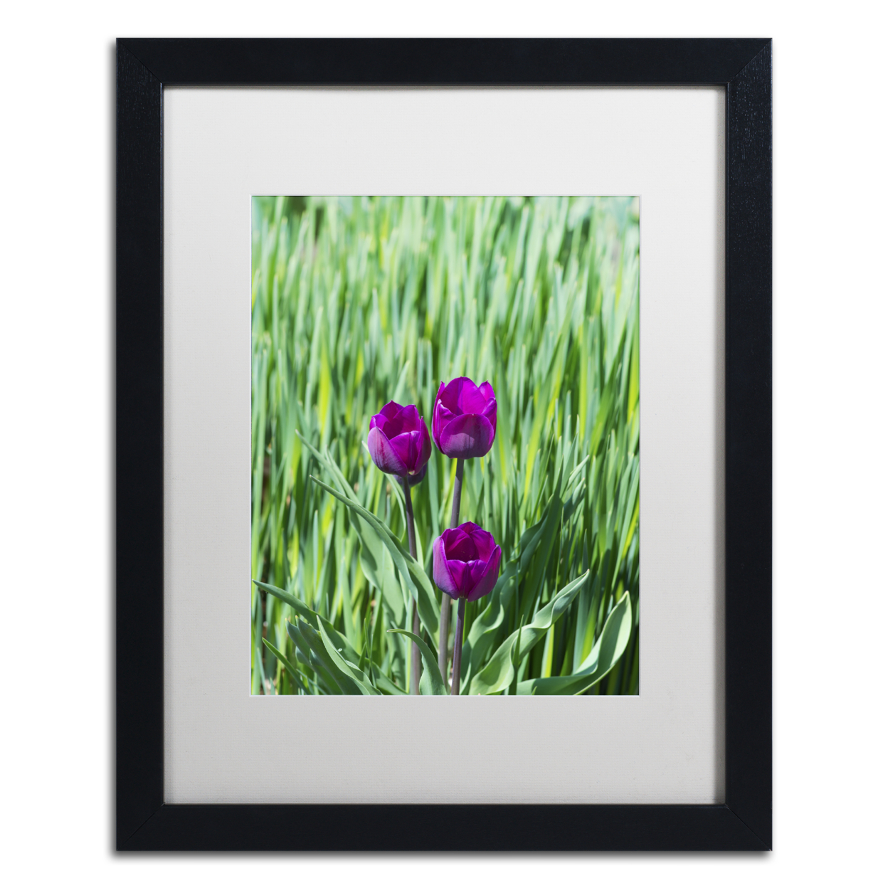 Kurt Shaffer 'Healing Tulips' Black Wooden Framed Art 18 X 22 Inches