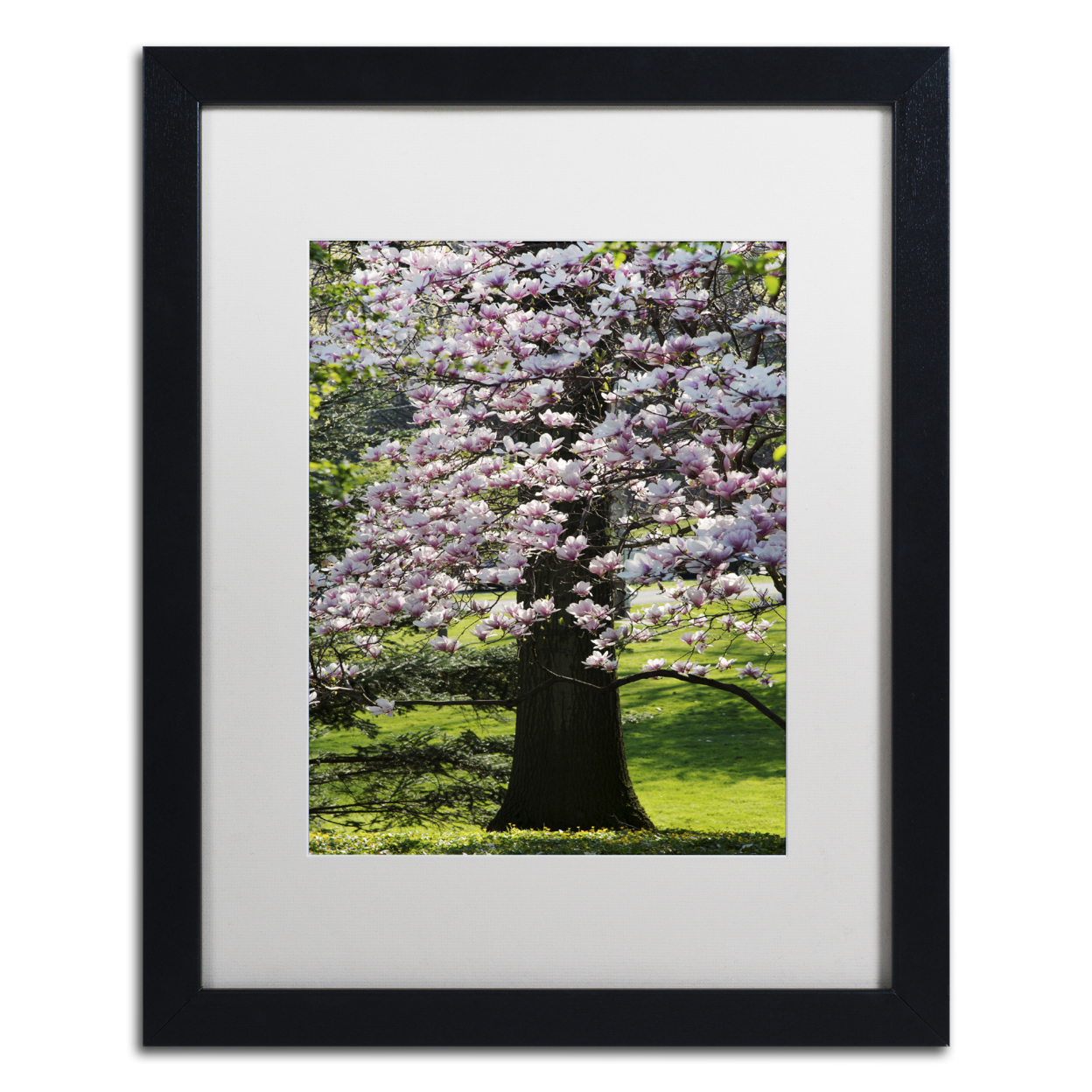 Kurt Shaffer 'Spring Magnolia' Black Wooden Framed Art 18 X 22 Inches