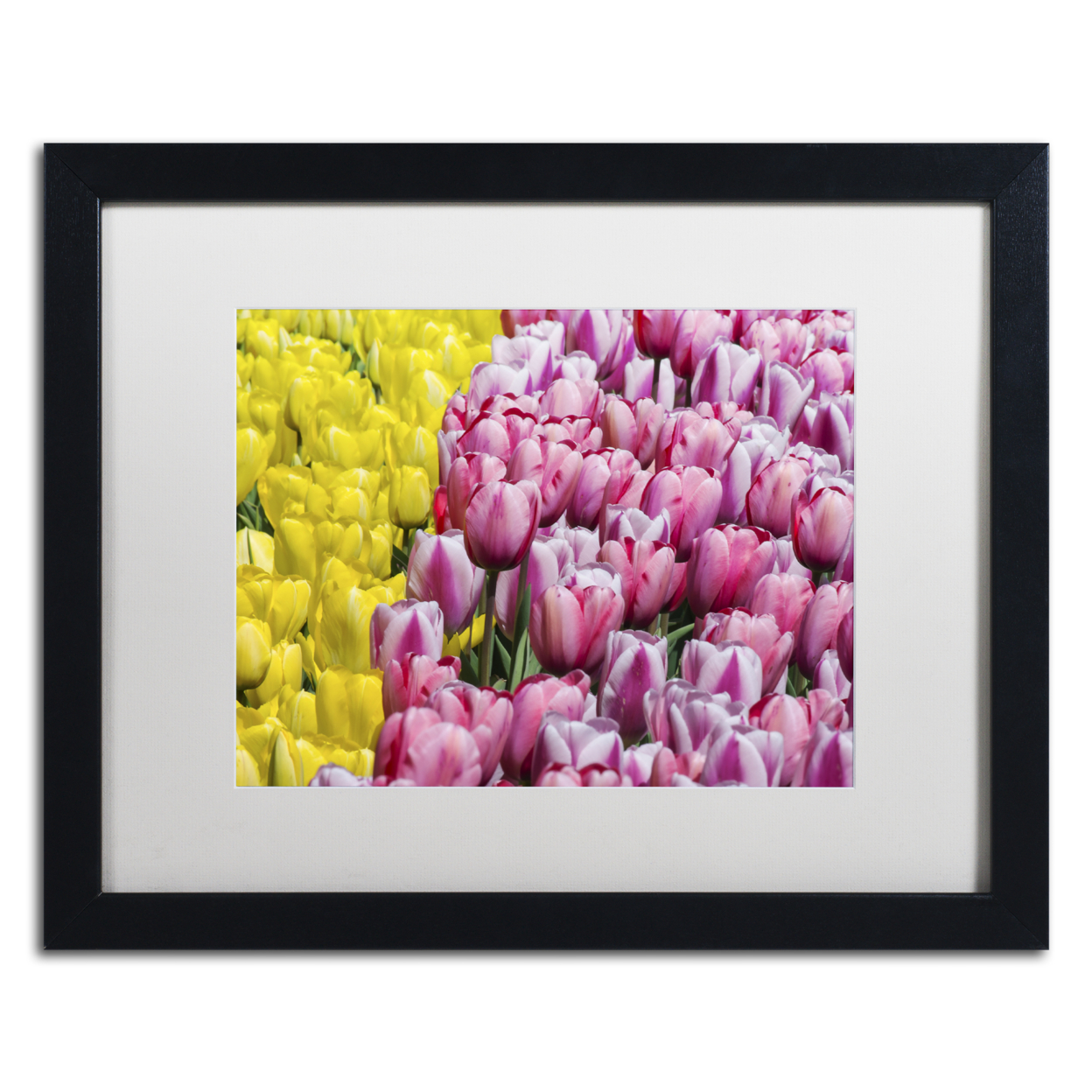 Kurt Shaffer 'Tulip Heaven' Black Wooden Framed Art 18 X 22 Inches