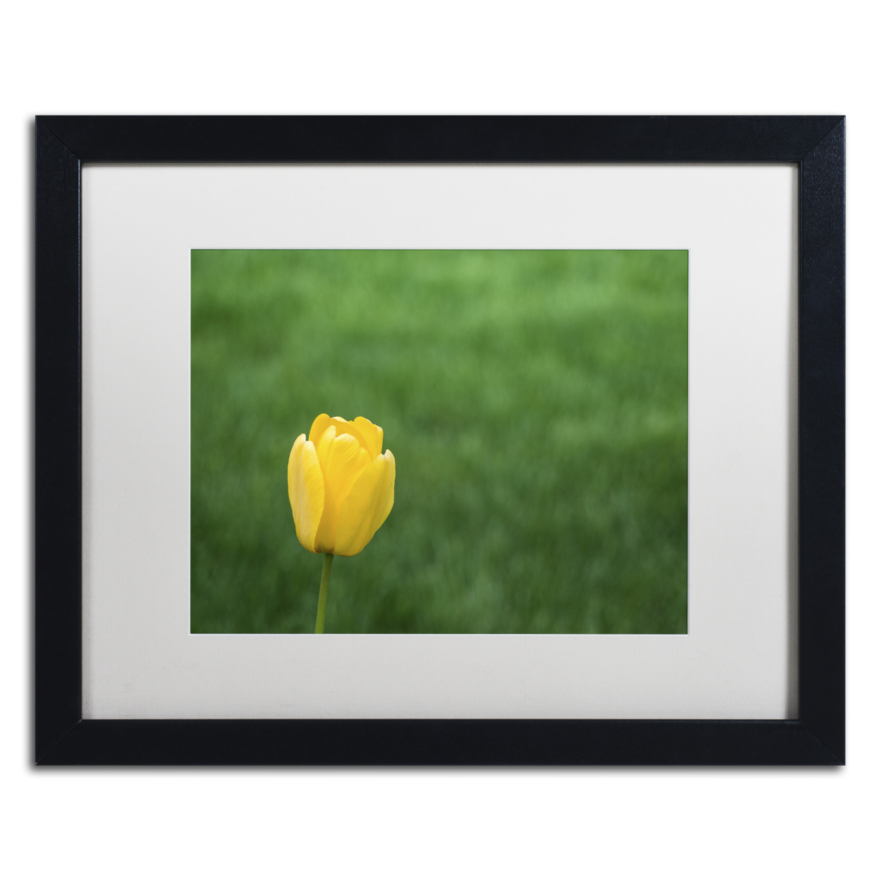 Kurt Shaffer 'A Lone Yellow Tulip 2' Black Wooden Framed Art 18 X 22 Inches
