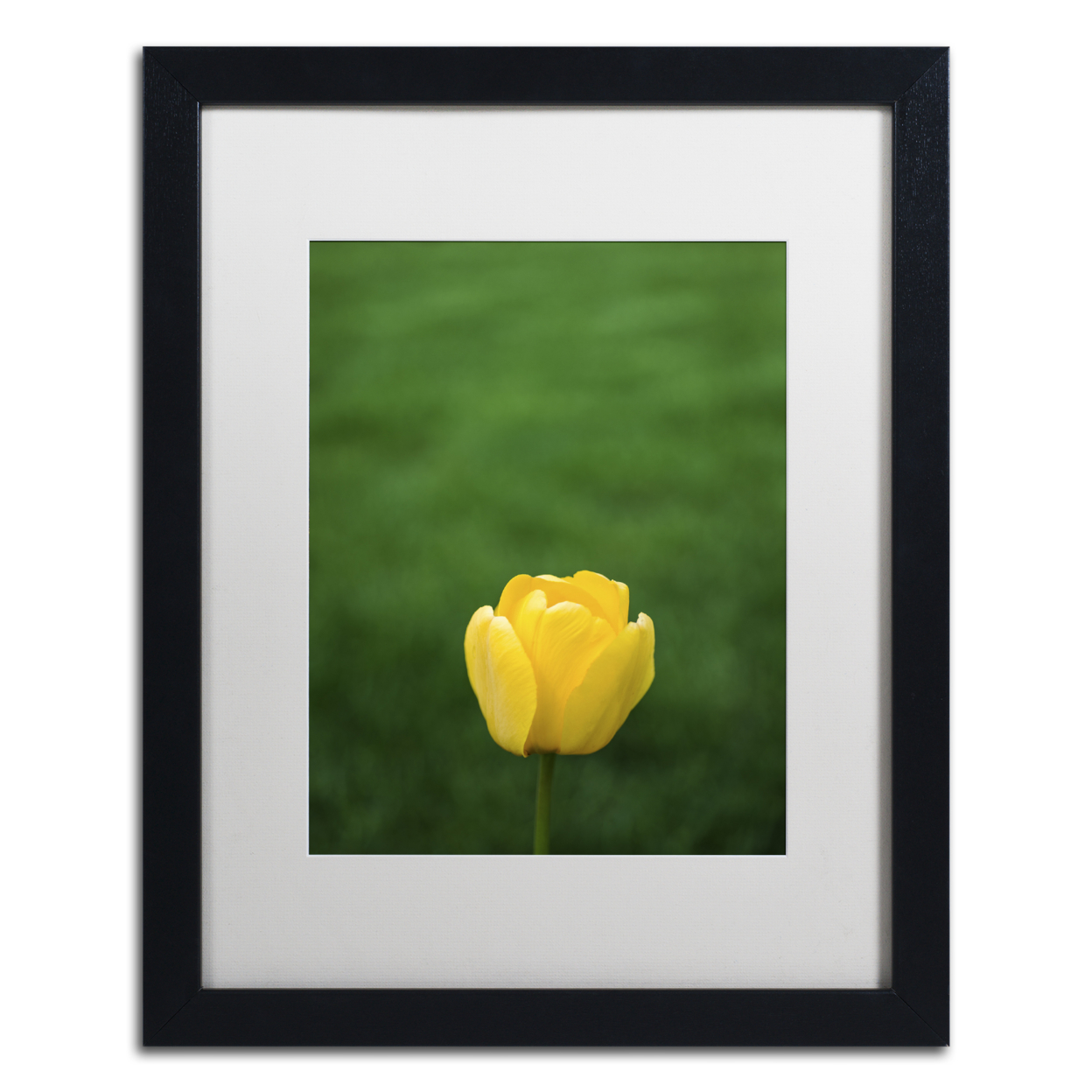 Kurt Shaffer 'A Lone Yellow Tulip' Black Wooden Framed Art 18 X 22 Inches