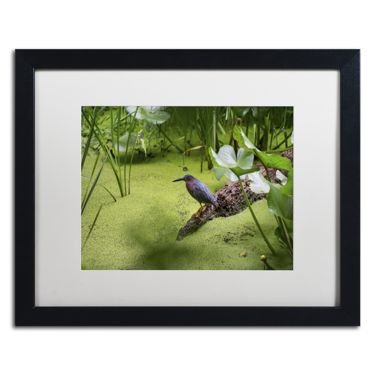 Kurt Shaffer 'Green Heron' Black Wooden Framed Art 18 X 22 Inches