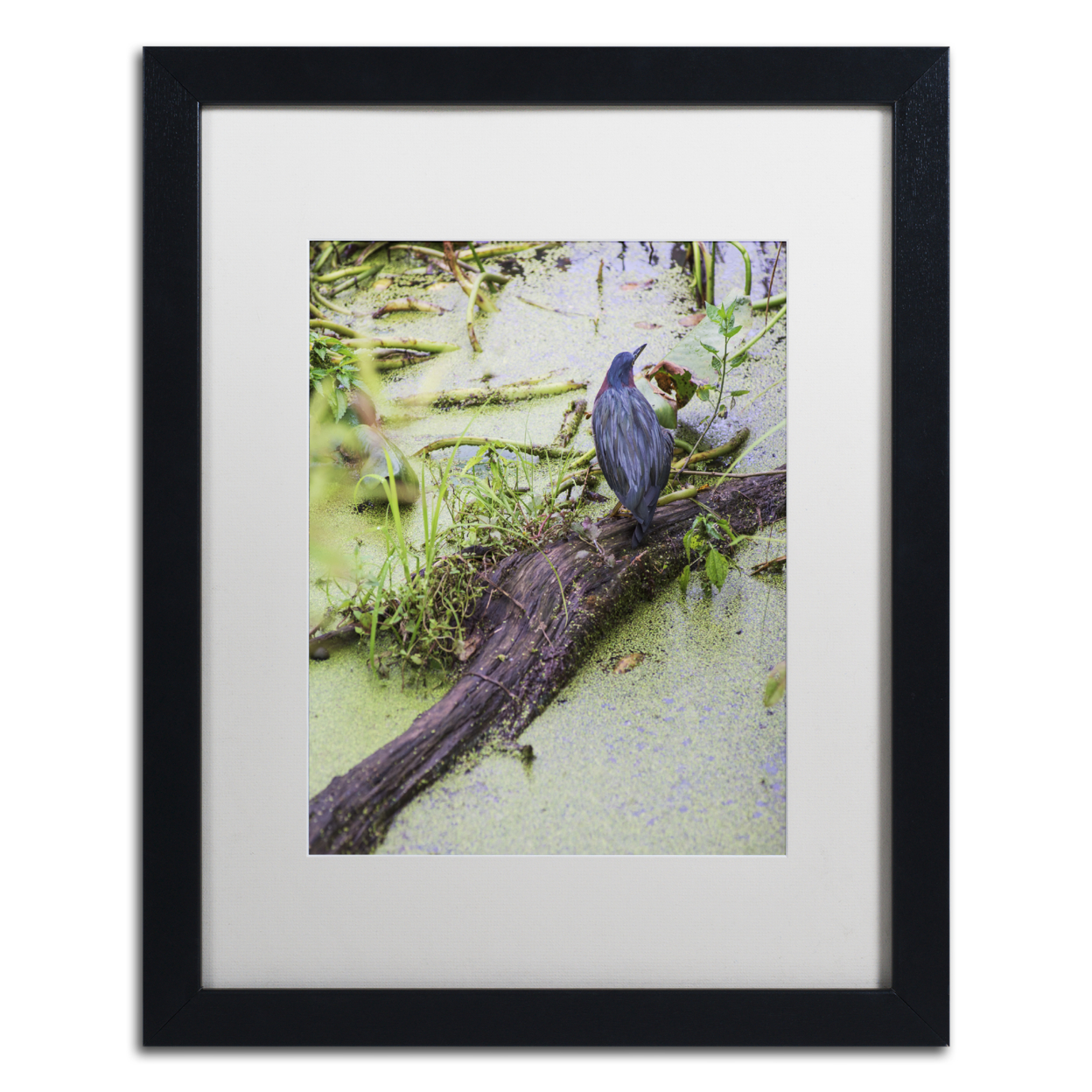 Kurt Shaffer 'Green Heron II' Black Wooden Framed Art 18 X 22 Inches