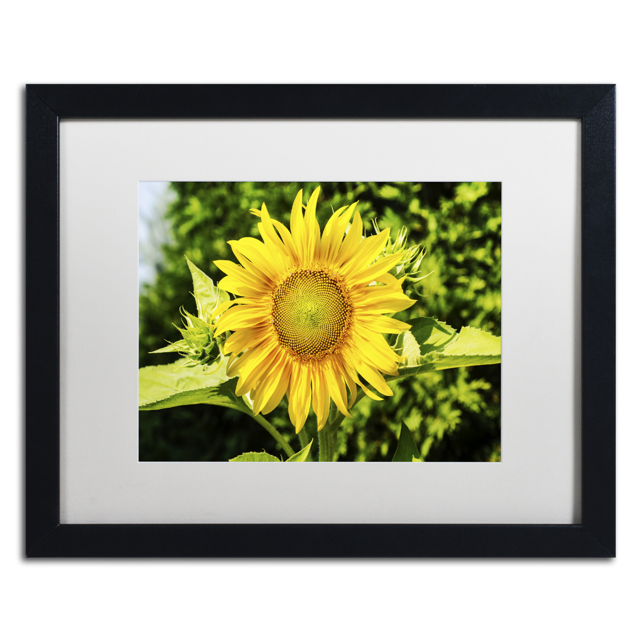 Kurt Shaffer 'Just A Sunflower' Black Wooden Framed Art 18 X 22 Inches