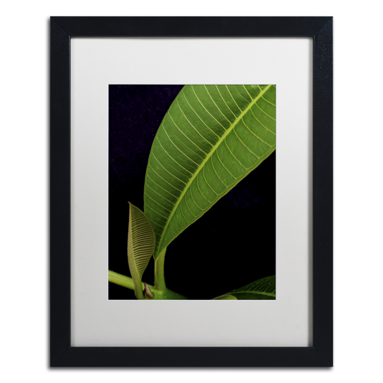 Kurt Shaffer 'Plumeria Leaf Abstract' Black Wooden Framed Art 18 X 22 Inches