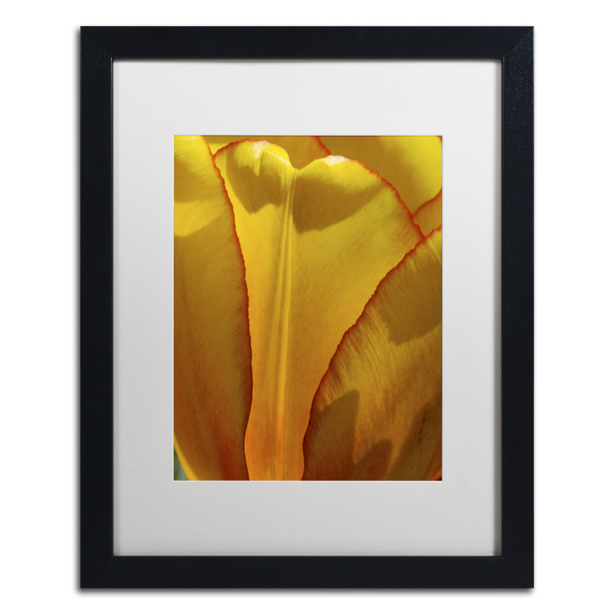 Kurt Shaffer 'Tulip In The Light' Black Wooden Framed Art 18 X 22 Inches