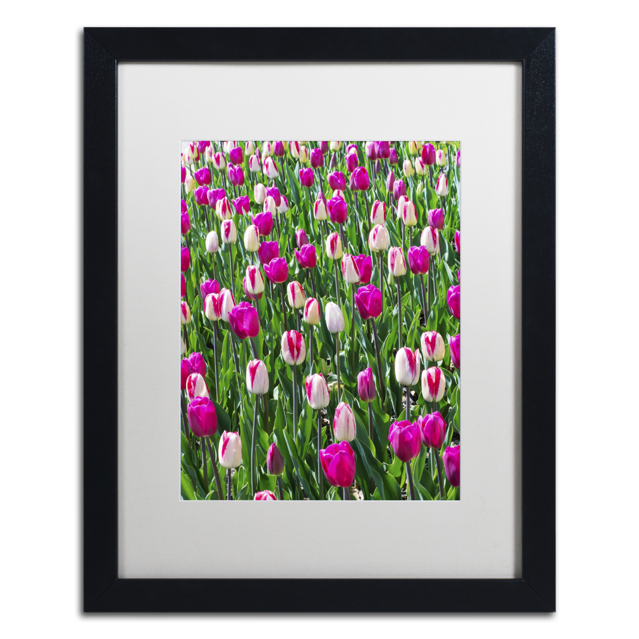 Kurt Shaffer 'Tulips' Black Wooden Framed Art 18 X 22 Inches