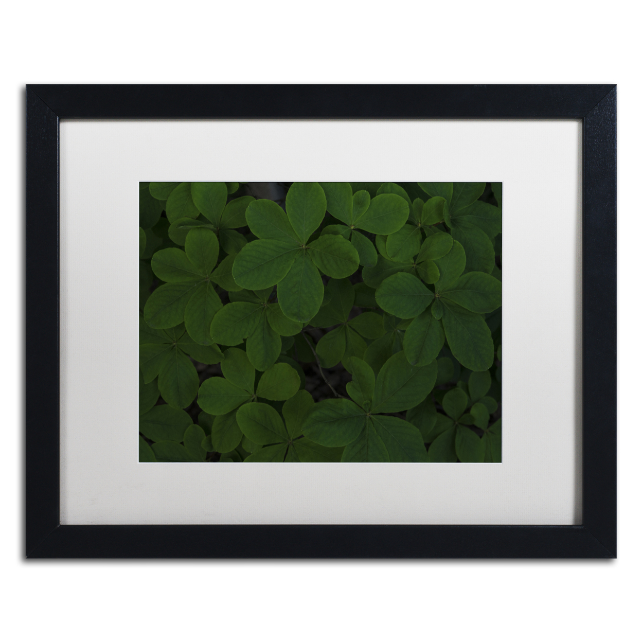 Kurt Shaffer 'Green Leaf Abstract' Black Wooden Framed Art 18 X 22 Inches