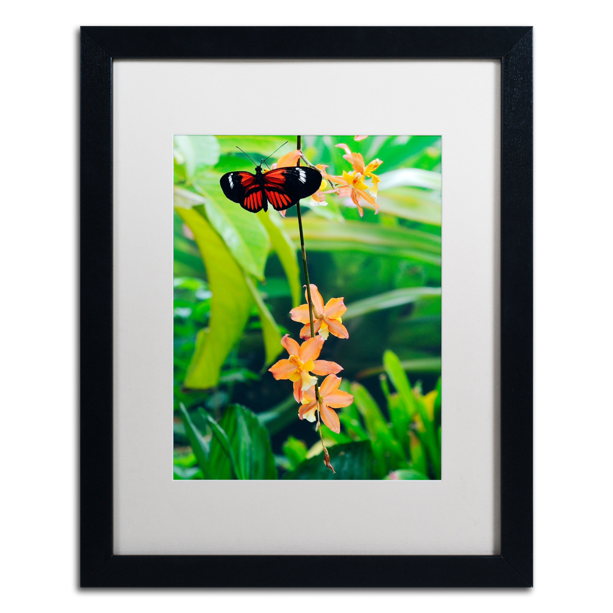 Kurt Shaffer 'Hecale Longwing On Orchid' Black Wooden Framed Art 18 X 22 Inches