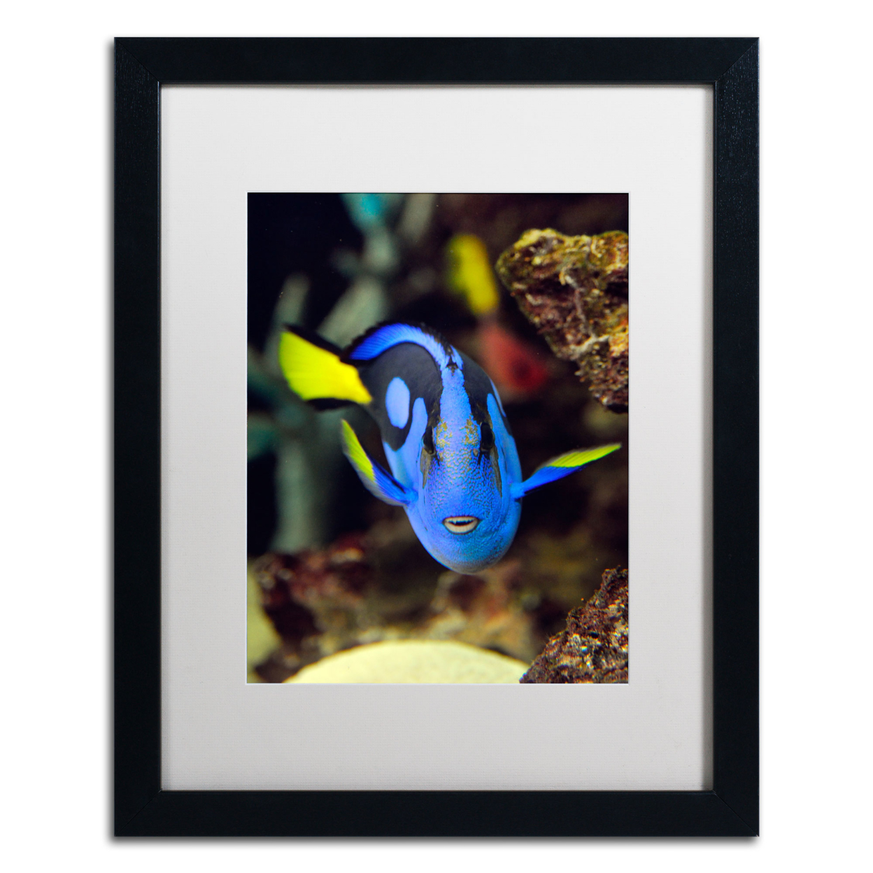 Kurt Shaffer 'Parrot Fish' Black Wooden Framed Art 18 X 22 Inches