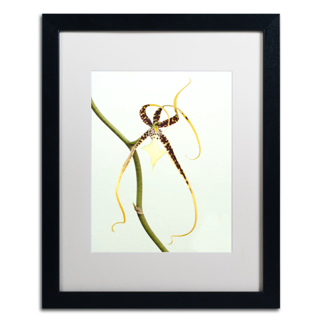 Kurt Shaffer 'Spider Orchid' Black Wooden Framed Art 18 X 22 Inches